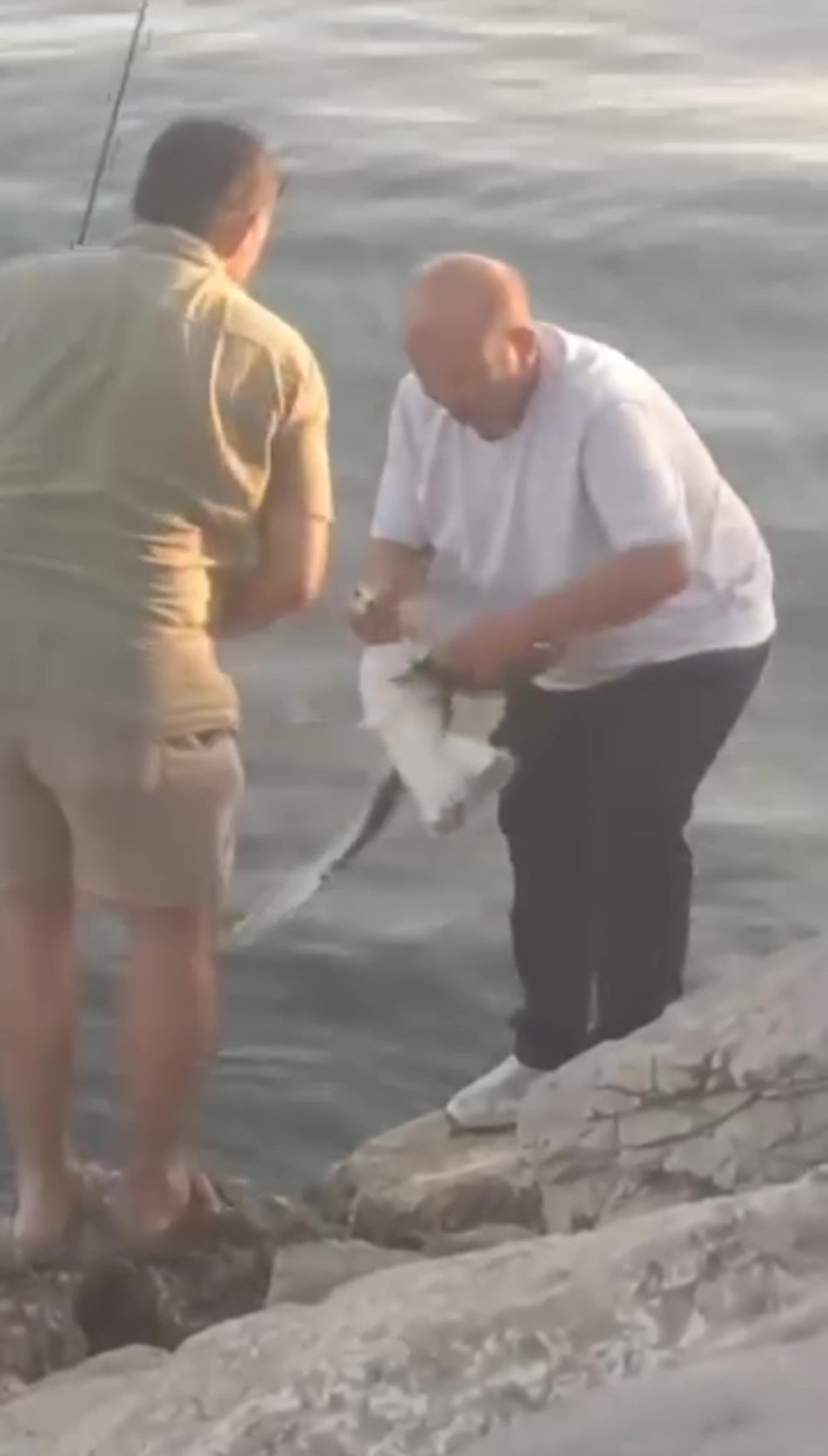 Balık tutmak için sahile gelen vatandaşın oltasına balık yerine martı takıldı. Duyarlı balıkçı, kuşa zarar...