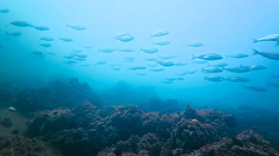 Dip çamuru temizliği projesiyle nefes almaya başlayan İzmit Körfezi'nde balık popülasyonu hızla artıyor. Amatör balıkçıların...