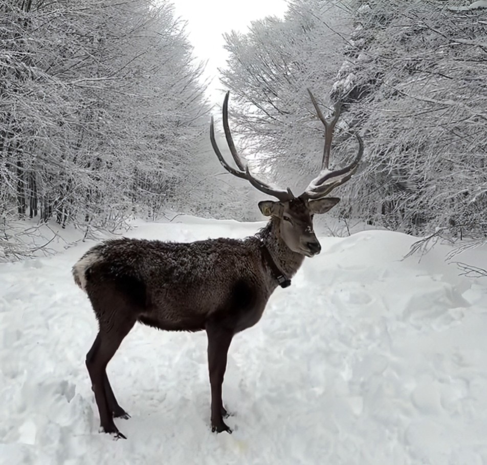 Kuzuyayla'da Nisan Sürprizi: 50 Santimetre Kar ve Kızıl Geyikler
