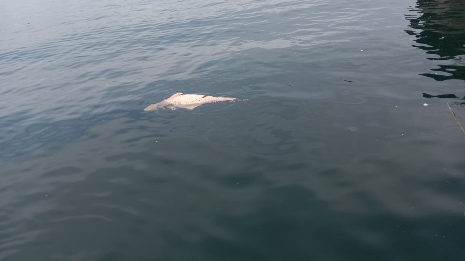 Ölü Yunus Kıyıya Sürüklendi