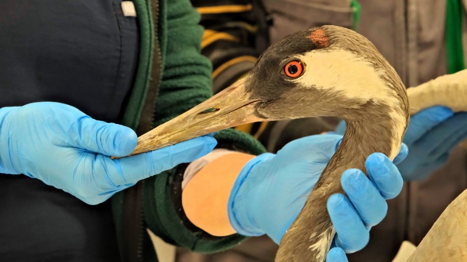 Yaralı Turna Ormanya'da Kanat Çırpacak: Göç Yolundaki Kazazede Tedavi Altında