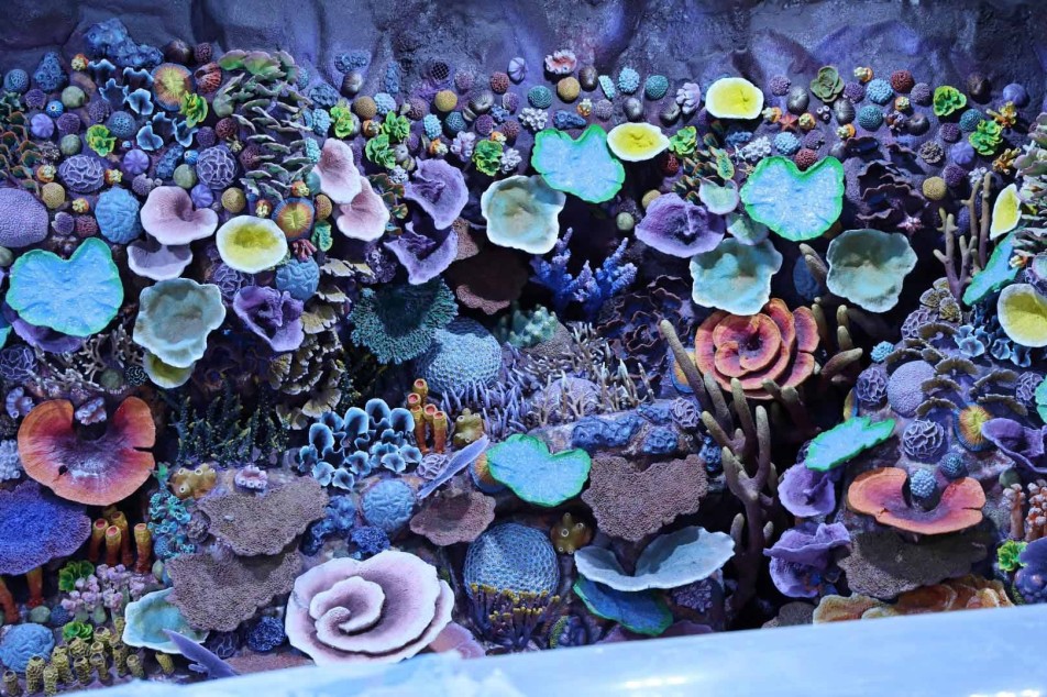 Kocaeli'de Su Altında Dünya Turu: 30 Farklı Akvaryumla Eşsiz Gezi