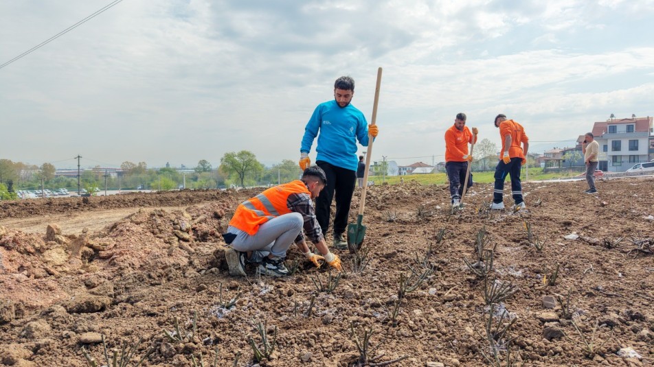 Başiskele’de Tematik Parka 15 Bin Gül Fidanı Dikilecek
