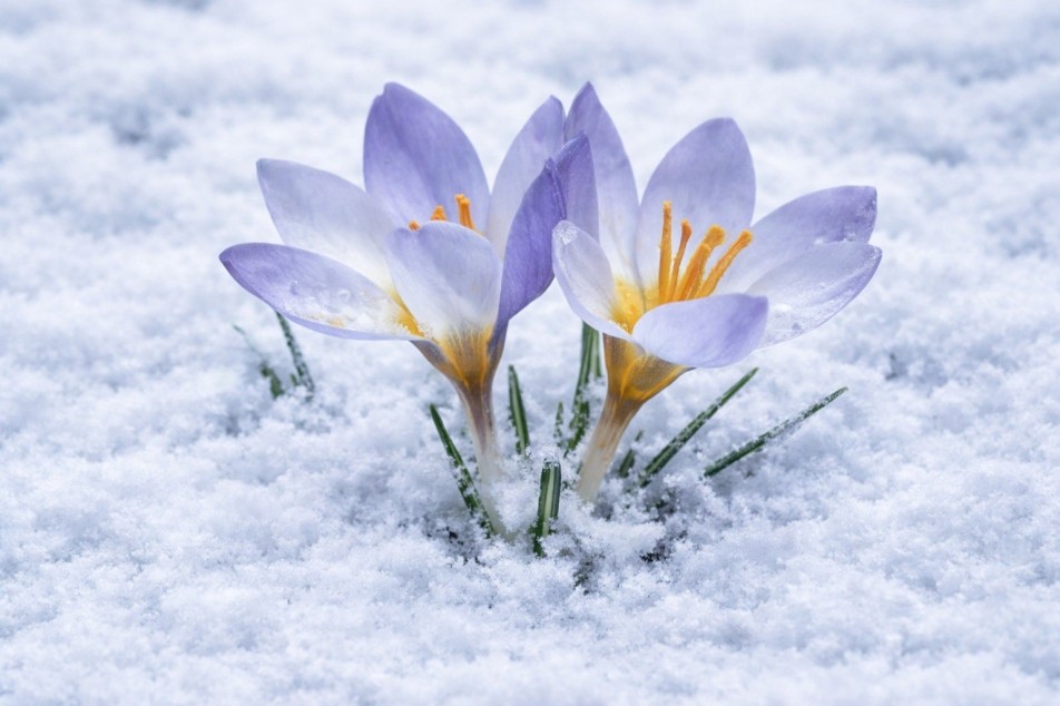 Dünyada Sadece Orada Yetişiyor: Kartepe’nin Nadide Türü Keltepe Çiğdemi