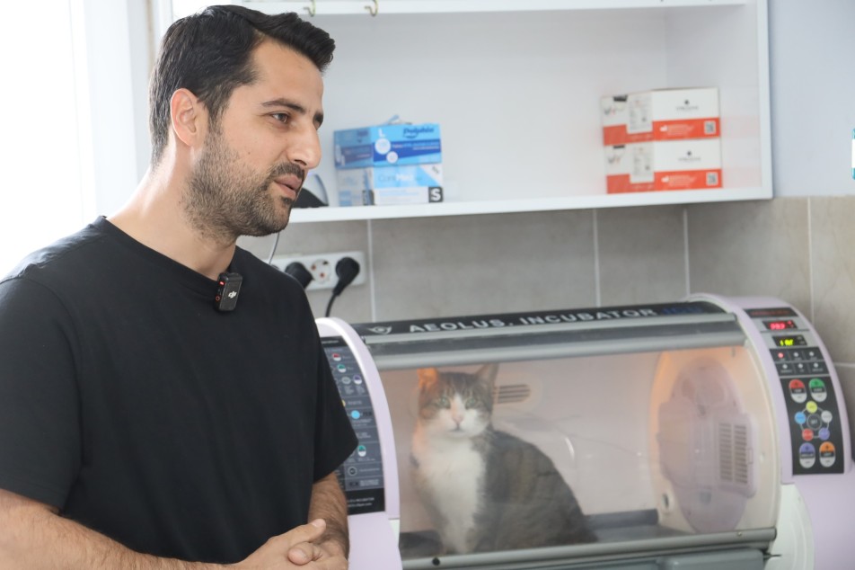 Körfez’in "Kral" Kedisi Ölümden Döndü