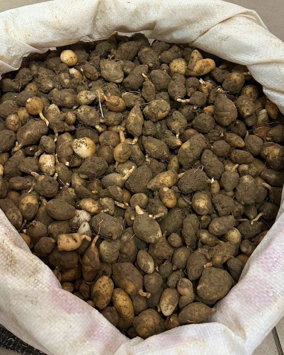 15 Kilo Salep Orkidesi Yumrusu Söken Kişiye 699 Bin Lira Ceza Verildi