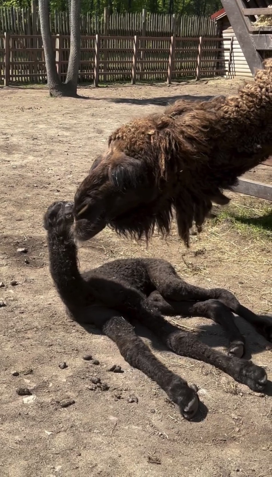 Ormanya’da Yavru Deve İçin Yeşil Balonlu Kutlama