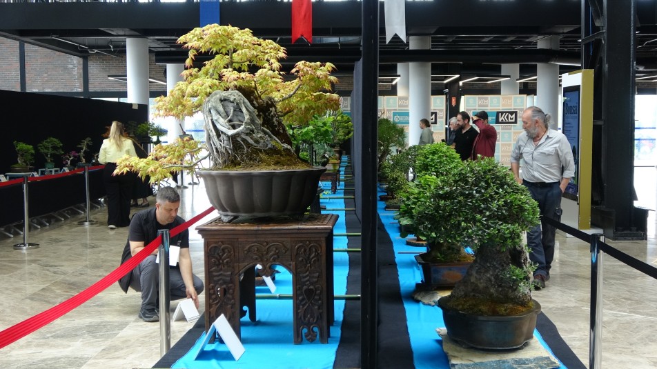 Doğanın Sabırla İmtihanı: Bonsai Sanatı Kocaeli’de Şekilleniyor
