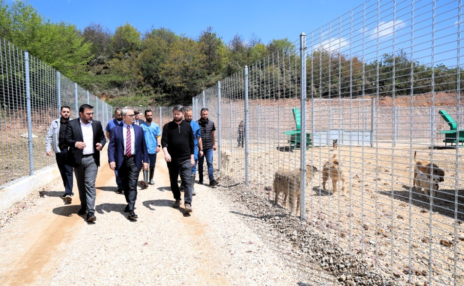 Kocaeli’de Sokak Hayvanlarına Modern Yuva: 650 Köpek Kapasiteli Barınak Açıldı
