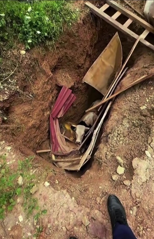 İzmit'te Define Çukuru Boş Çıkmadı: 15 Metrelik Deliğe Düşen İnek Kurtarıldı