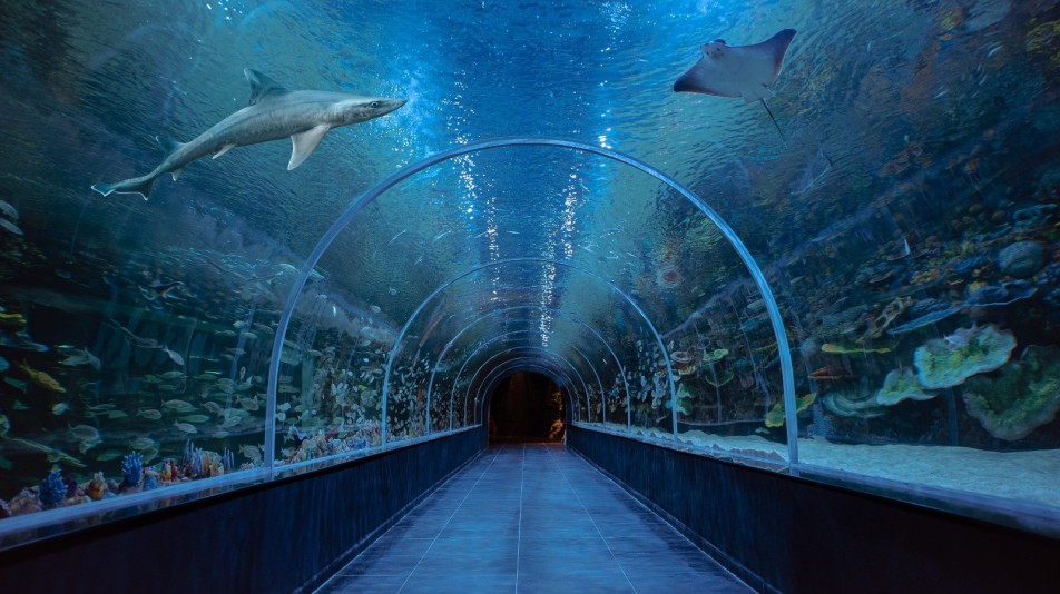 "Körfez Aqua Kıtalar Akvaryumu" Kapılarını Açıyor