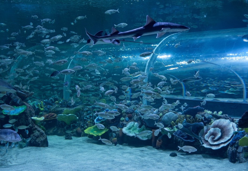 Körfez Aqua’da 41 Bininci Ziyaretçi Sürprizi: Ücretsiz Giriş Süresi Uzatıldı