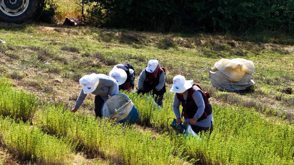 Kocaeli'de Çiftçiye Büyük Güvence: Kekik Hasadı Alım Garantisiyle Başladı