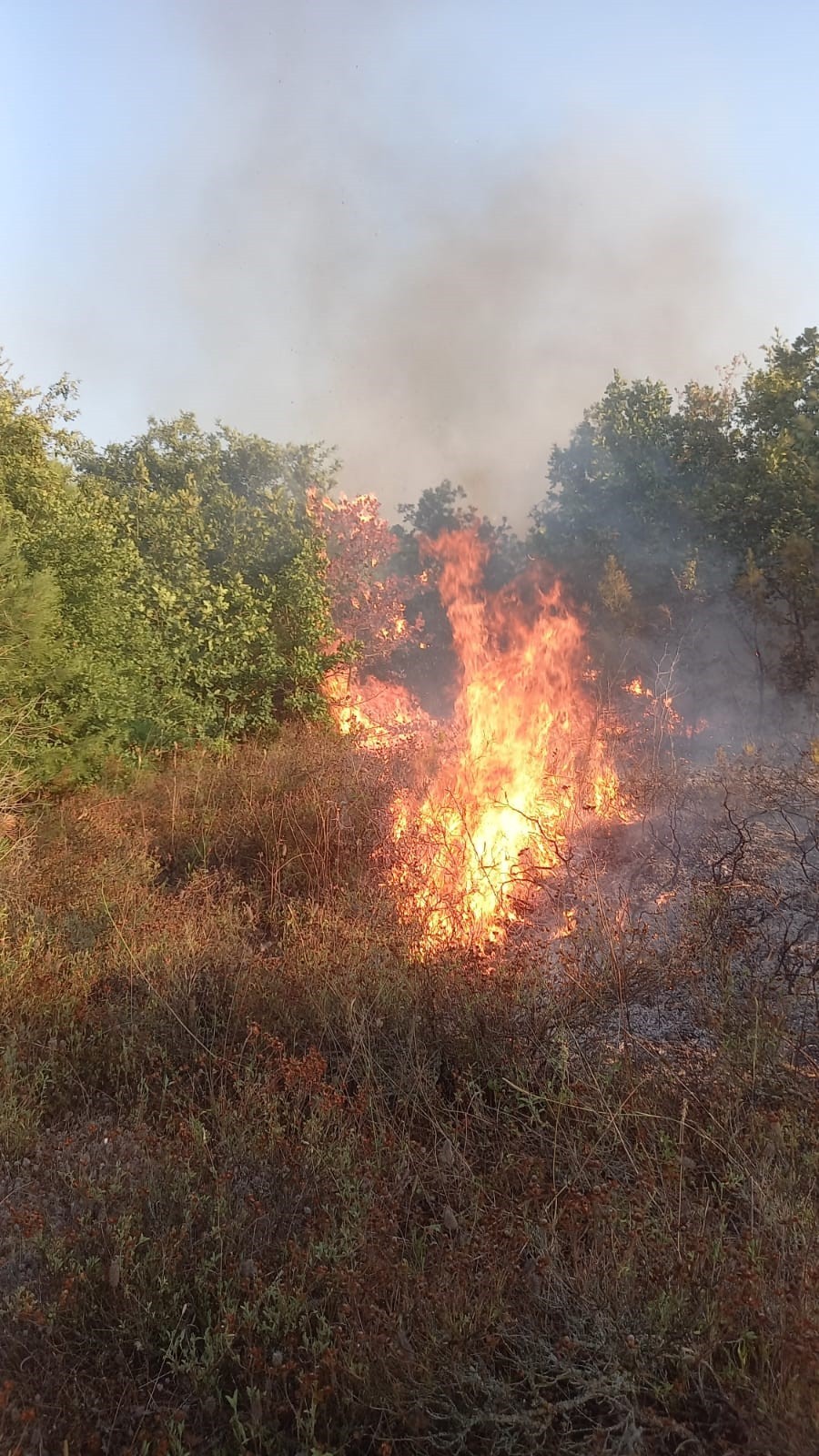 Karamürsel'de Korkutan Orman Yangını: 30 Dönüm Alan Zarar Gördü
