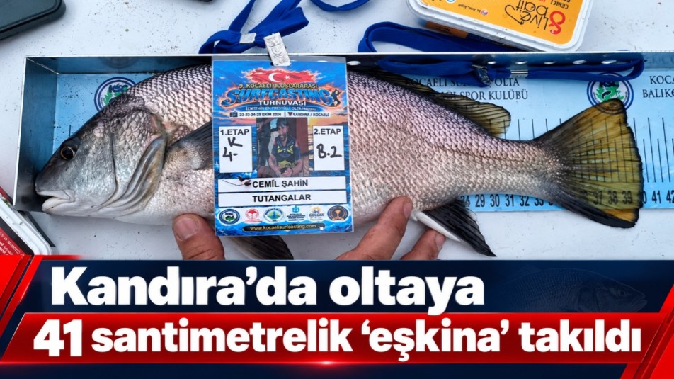 Kandıra'da oltaya 41 santimetrelik "eşkina" takıldı