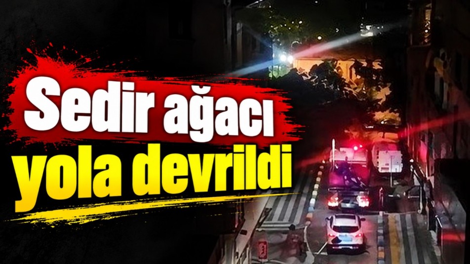 Sedir ağacı yola devrildi