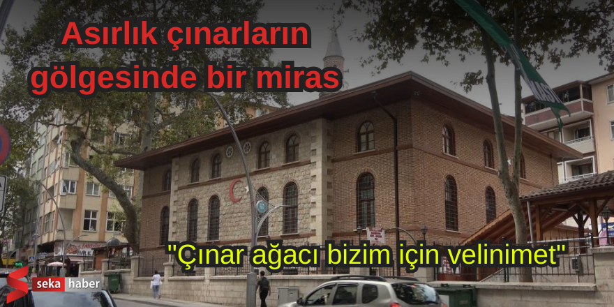 Asırlık çınarların gölgesinde bir miras