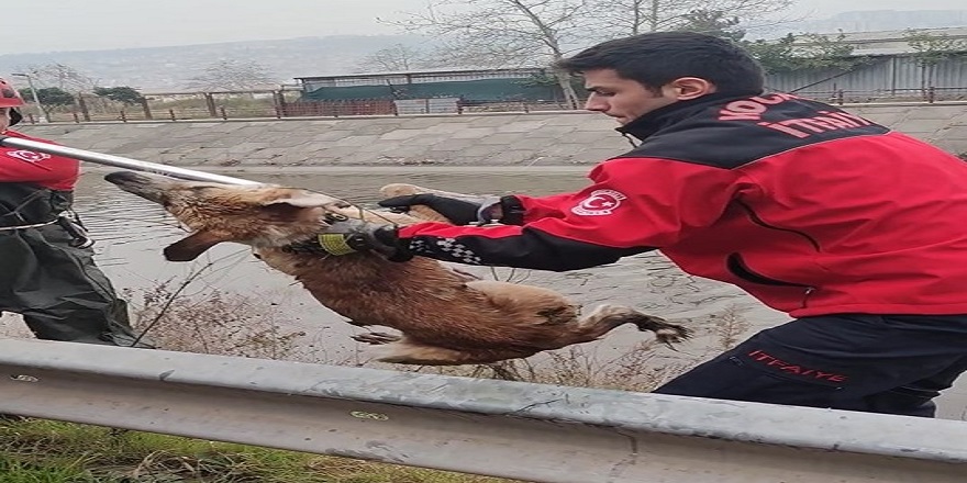 İzmit'te Dereye düşen köpeği itfaiye ekipleri son anda kurtardı