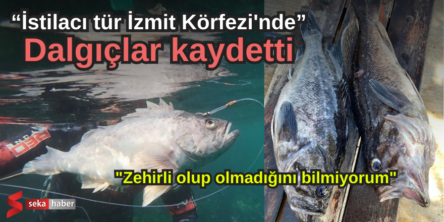 Dalgıçlar kaydetti, istilacı tür İzmit Körfezi'nde