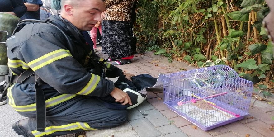 Derince'de muhabbet kuşunu yangından itfaiye ekipleri kurtardı