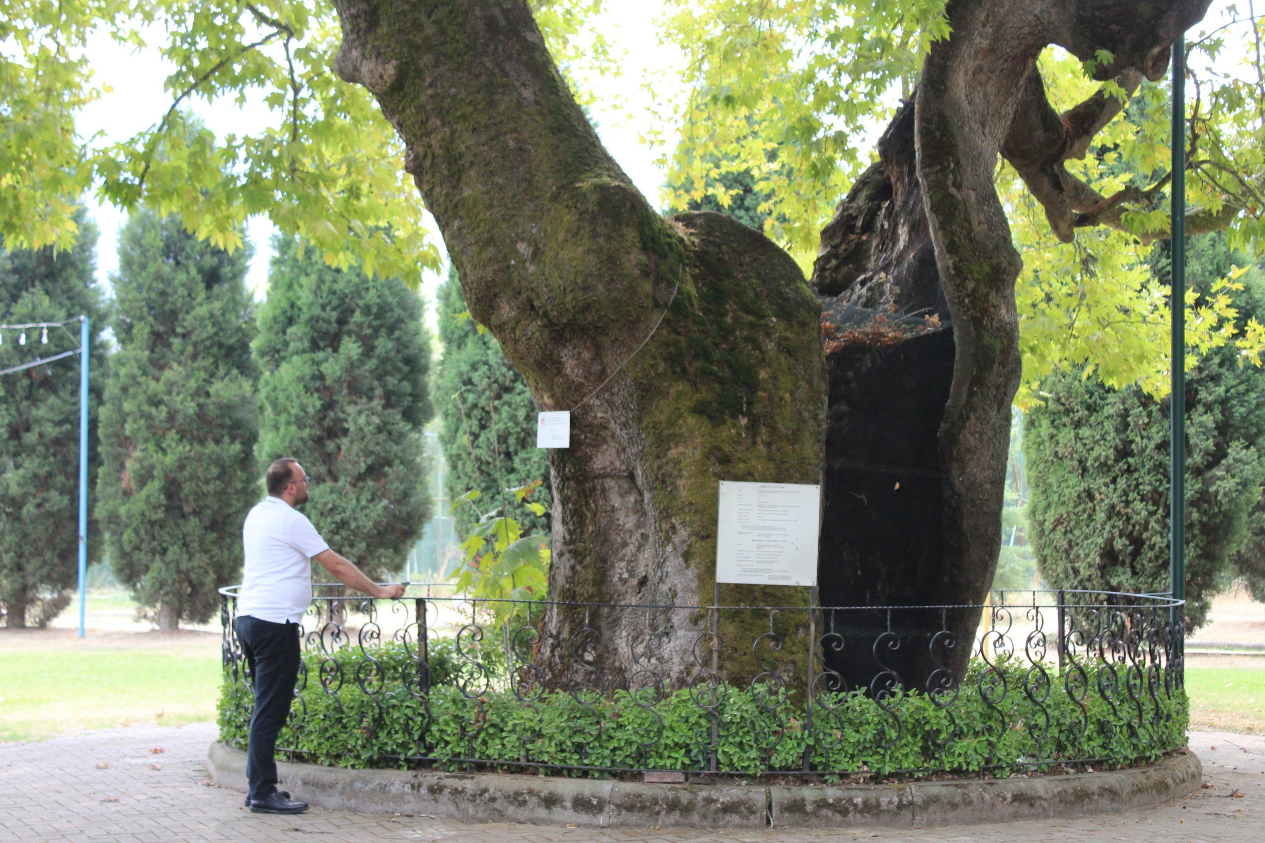 930 yıllık çınar, Kartepe’nin yaşayan hafızası oldu
