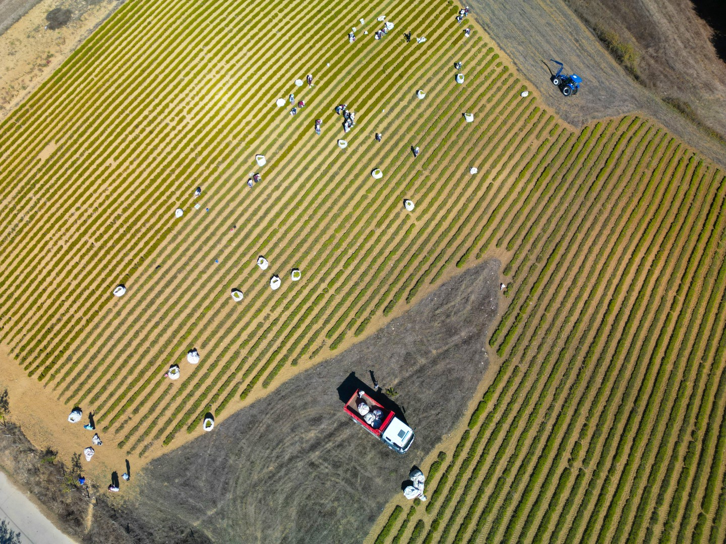 Kocaeli’de 1.140 dekarlık alanda biberiye hasadı başladı