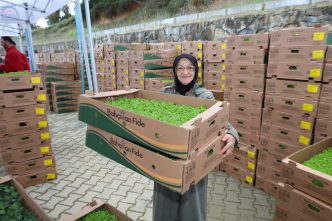 Gebze’de ÇiftçiYE 500 Bin Adet Sebze Fidesi Verildi