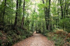 Ormanya’da Sonbahar Güzelliği Ziyaretçileri Karşılıyor