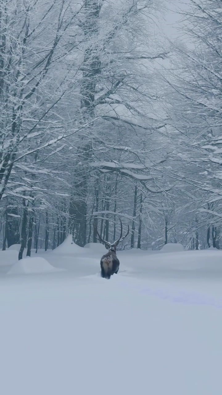 Karla kaplanan Kartepe’de kızıl geyik görüntülendi
