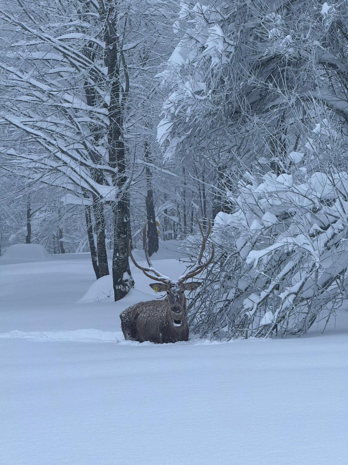 Karla kaplanan Kartepe’de kızıl geyik görüntülendi