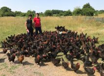 Kocaeli’de üreticiye yüzde 50 hibeli tarım ve hayvancılık desteği başlıyor