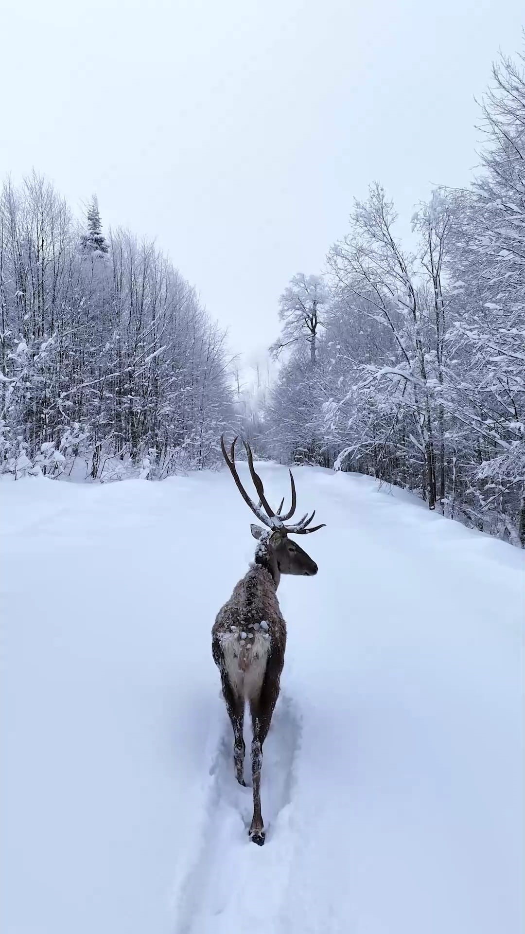 Karın içinde süzülen kızıl geyik dronla kaydedildi
