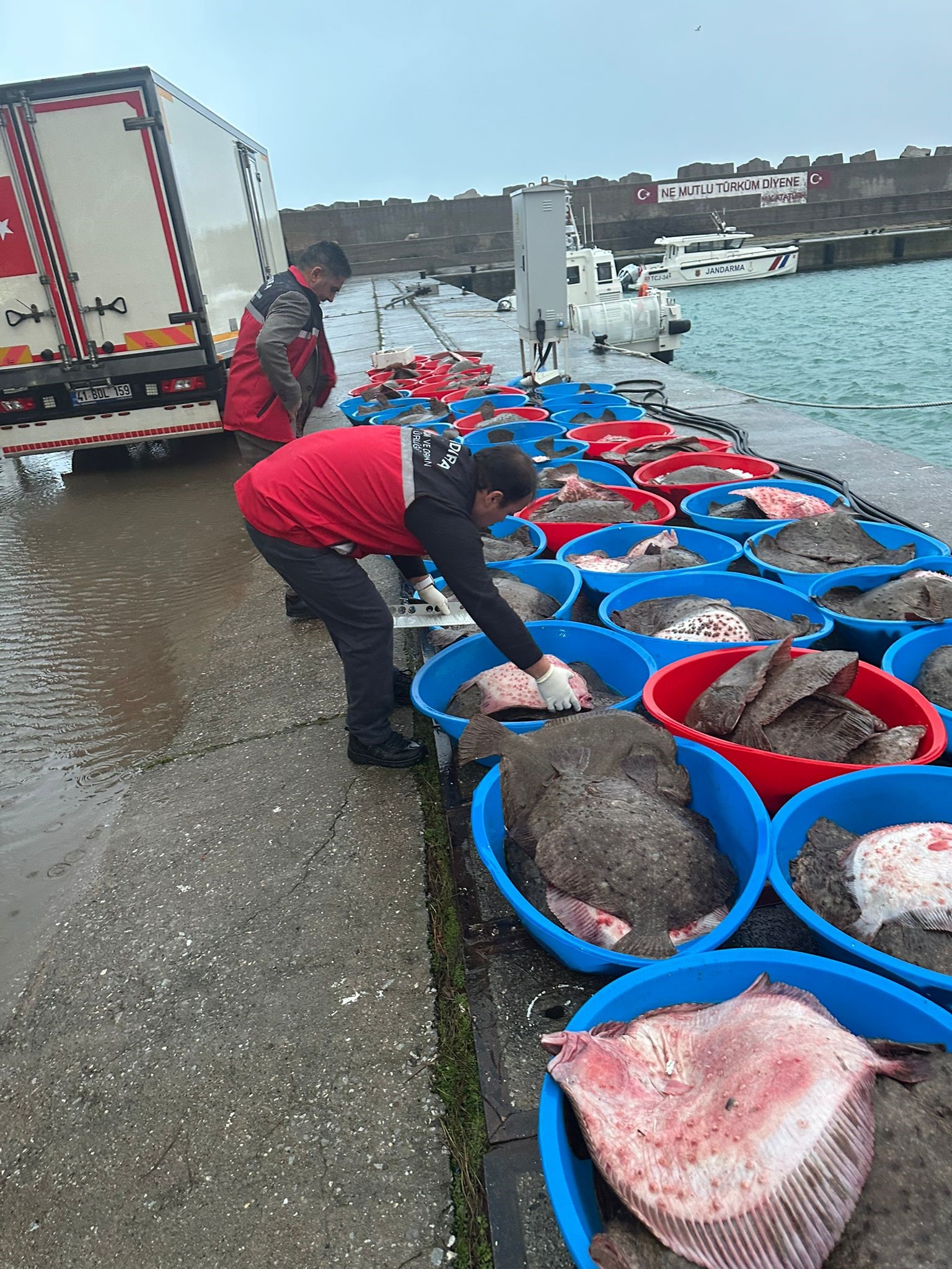 Kefken’de kaçak kalkan avına darbe