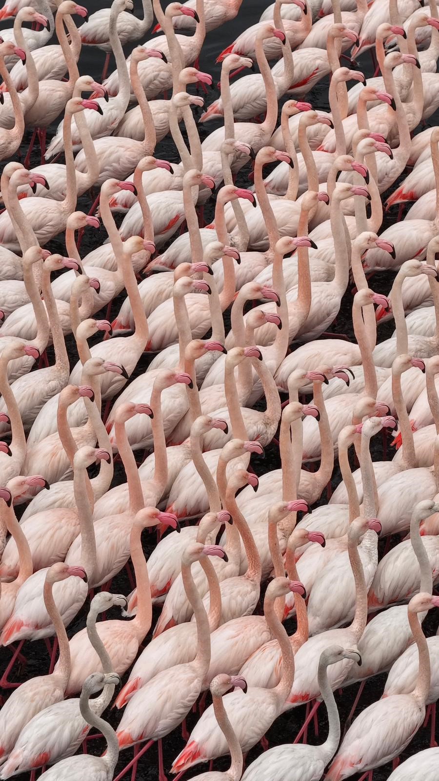 İzmit Körfezi’nde Görsel Şölen: Flamingolar “Allı Turna” Zarafetiyle Geri Döndü