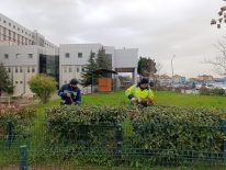 Hastane Bahçelerinde Bahar Hazırlığı: Budama ve Bakım Seferberliği